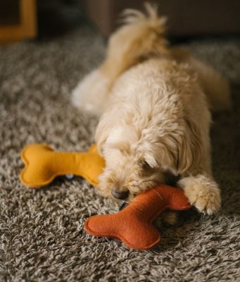 Thumbnail 3: CAFIDE Juguete Perro Teja, Play