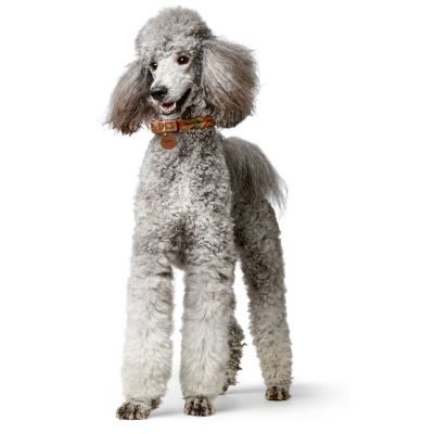 Thumbnail 6: HUNTER Halsband Solid Education Duo S (40), cognac/oliv