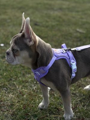 Thumbnail 3: SimplePets Alltagsheld-Geschirr in Lavender Lace