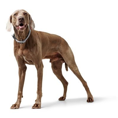 Thumbnail 2: HUNTER Dressurhalsung Eiby Freestyle S (max. 35 cm), grau