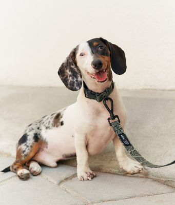 Thumbnail 2: CAFIDE Recyceltes PET-Halsband, Juno