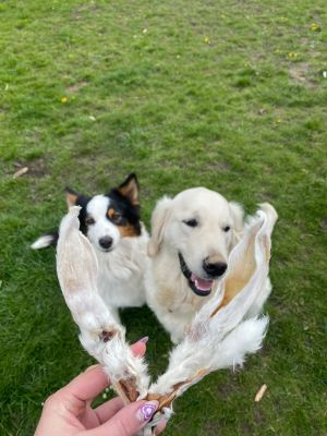 Thumbnail 2: kauartikel.com Kaninchen-Ohren mit Fell Premium Qualität - Hunde-Kauartikel - Hunde-Snack - Hypoallergen-Kausnack - Hasen-Leckerli