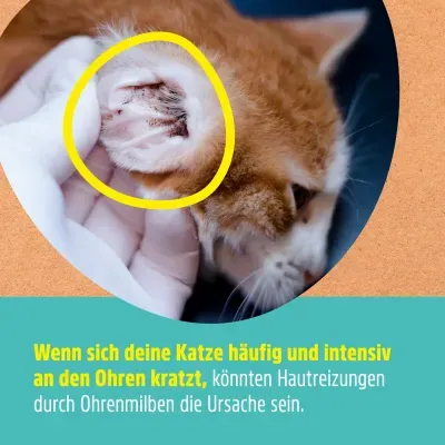 Thumbnail 5: Greenhero Ohrenwunder pflegt das Ohr bei Ohrenmilben