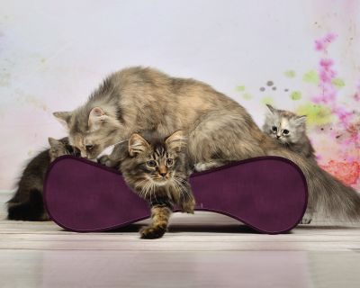 cat-on LE VER S Kratzwelle für Katzen, violett (070)