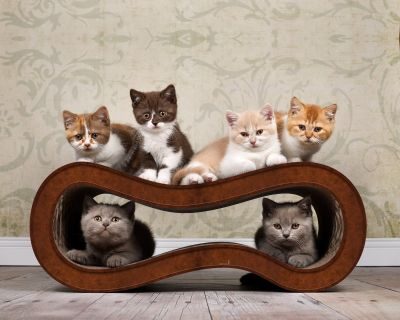 cat-on SINGHA M Design Katzenmöbel, braun antik (002b)