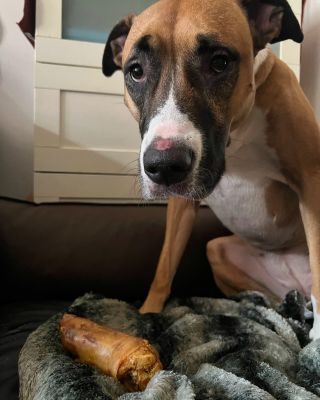 Thumbnail 4: kauartikel.com Schweine-Pfoten - Hunde-Kauartikel - Hunde-Snack - Kausnack vom Schwein - Leckerli