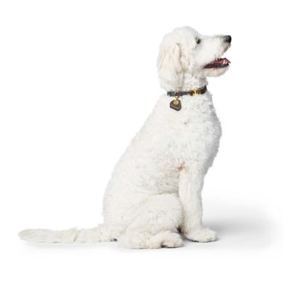 Thumbnail 4: HUNTER Halsung Sansibar L, dunkelbraun