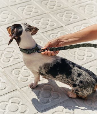 Thumbnail 4: CAFIDE Recyceltes PET-Halsband, Juno