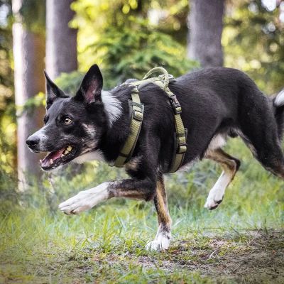Thumbnail 5: Rudelkönig Gepolstertes Brustgeschirr mit Haltegriff, Verstellbares Hundegeschirr