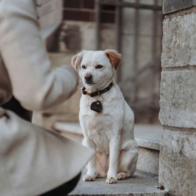 Thumbnail 6: HUNTER Halsung Sansibar L, dunkelbraun