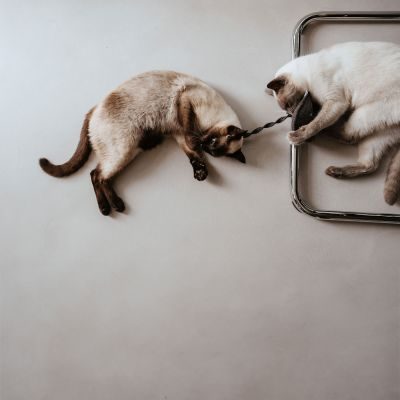 Thumbnail 1: stylecats® Katzenspielzeug Nelly Katzenminze graphit 30 cm