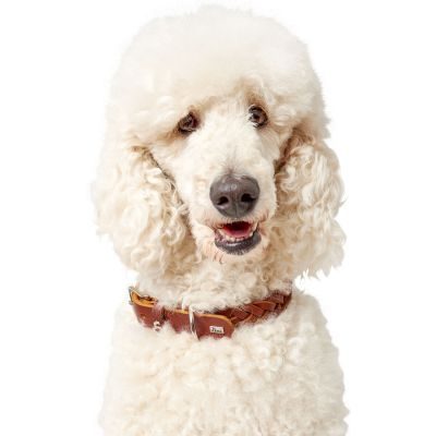 Thumbnail 6: HUNTER Halsband Solid Education Special S (45), cognac