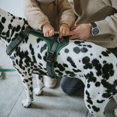 Thumbnail 12: HUNTER Geschirr Maldon Up mit Griff S-M, dunkelgrün/grau