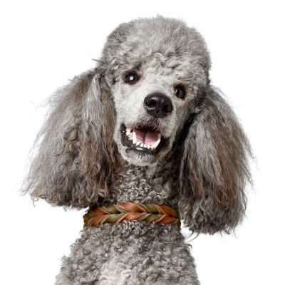 Thumbnail 5: HUNTER Halsband Solid Education Duo S (40), cognac/oliv