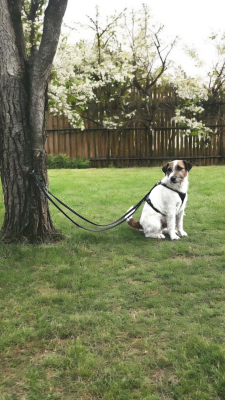 LOCKness Hunde-Diebstahlsicherung schwarz S