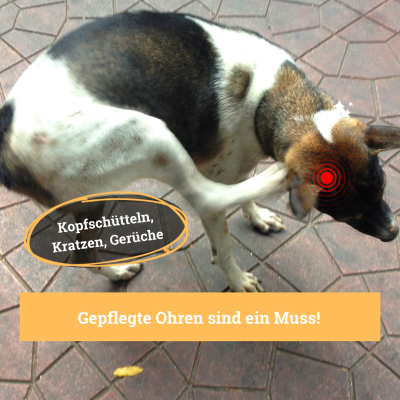 Thumbnail 4: BeG Buddy Kratz-Ohr Ohrenpflege für Hundeohren Gerüche 50 ml
