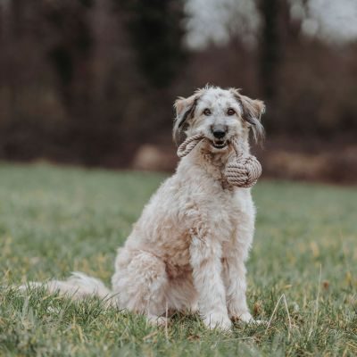 Thumbnail 2: HUNTER Hundespielzeug Inari S beige, Ø = 6 cm (20 cm Gesamtlänge)