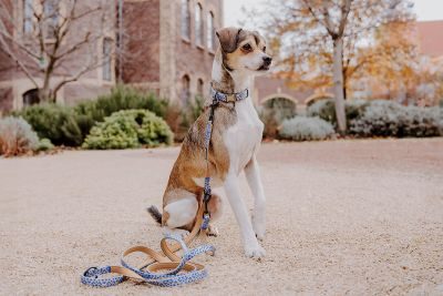 Thumbnail 6: Hey Lana Multifunktionsleine Kunterbunt Gepolstert - 3-fach verstellbar Mocca / Blau / 15/230