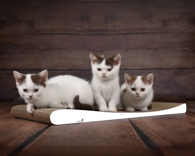 Thumbnail 2: cat-on LOUNGER SLIM LINE Kratzbrett für Katzen, weiß, gestrichen (000x)