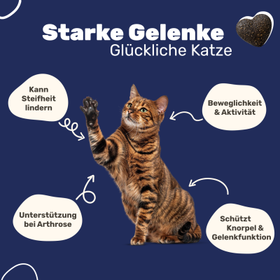 Thumbnail 4: Patsli Nahrungsergänzung für Katzen mit Arthrose und eingeschränkter Beweglichkeit