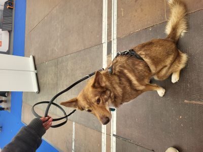 LOCKness Hunde-Diebstahlsicherung schwarz M-L