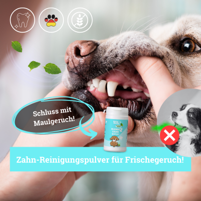 Thumbnail 4: BeG Buddy Zahnpulver mit Minze für Hunde, Zahnstein und Maulgeruch, 150 g