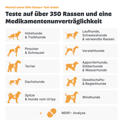 Thumbnail 4: Pezz Hunde Rasse & MDR1 DNA-Test - 1% genaue Rassenbestimmung inkl. MDR1-Analyse