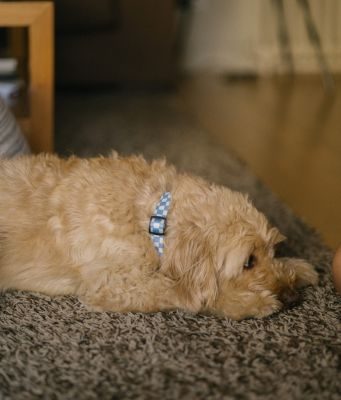 Thumbnail 10: CAFIDE Recyceltes PET-Halsband, Juno