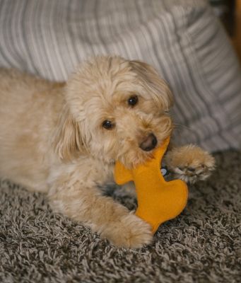 CAFIDE Juguete Perro Mostaza, Play