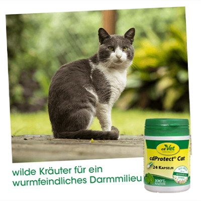 Thumbnail 4: cdVet cdProtect Cat 24 Kapseln – Natürliche Futterergänzung für Katzen