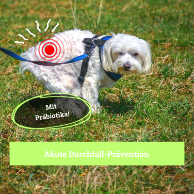 Thumbnail 2: BeG Buddy Darm-Drops für Hunde bei Durchfall Kotbeschaffenheit Darmflora