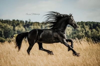 Thumbnail 5: WooW WOOW Mähnenspray für Pferde – Glanzspray & Schweifspray mit Wow-Effekt