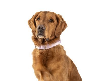 Thumbnail 4: SimplePets Halsband strong