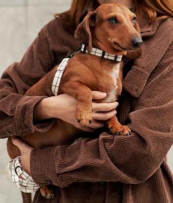 Thumbnail 2: CAFIDE Recyceltes PET-Halsband, Juno