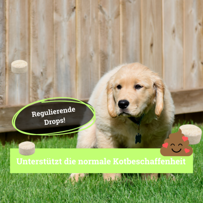 Thumbnail 5: BeG Buddy Darm-Drops für Hunde bei Durchfall Kotbeschaffenheit Darmflora