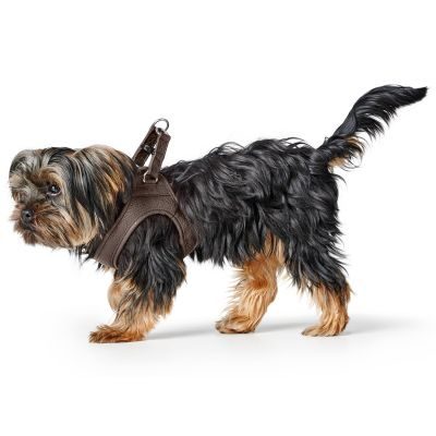 HUNTER Geschirr Love S, braun