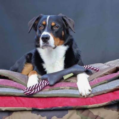 Thumbnail 6: Bettenhaus Traumhund® Traumhund® Kordelknochen
