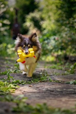 Thumbnail 3: Josera Mini Junior Duck & Salmon 3kg