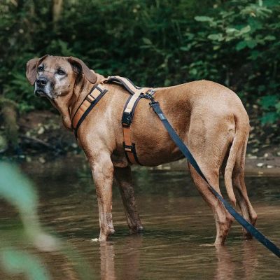 Thumbnail 4: Rudelkönig Schleppleine 15m für Hunde mit Griffpolsterung, Robuste Hundeleine