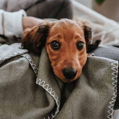 Thumbnail 7: HUNTER Hundedecke Casper XXL (140 x 100 cm), grün