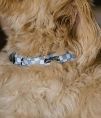 Thumbnail 6: CAFIDE Recyceltes PET-Halsband, Juno