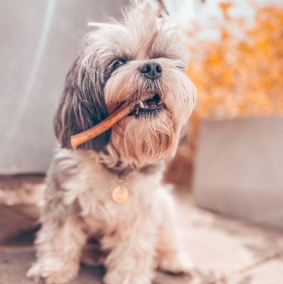 Thumbnail 3: kauartikel.com Ochsen-Ziemer, 12cm - Hunde-Kauartikel - Hunde-Snack - Kausnack vom Ochsen - Leckerli vom Rind