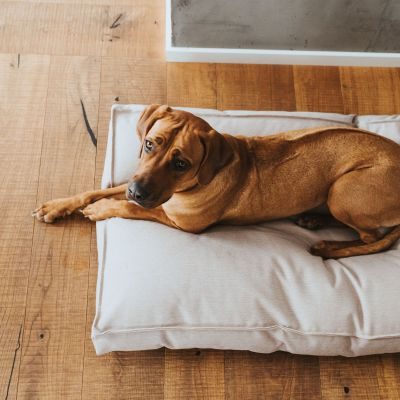 Thumbnail 5: HUNTER Hundekissen Inari L (100 x 70 cm), beige