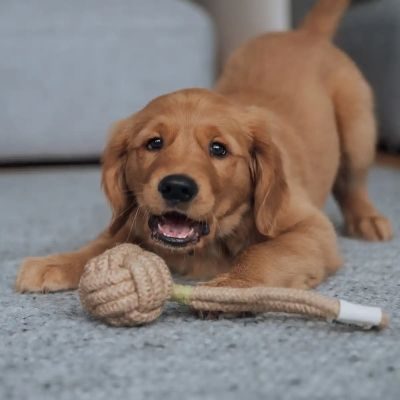 Thumbnail 3: Rudelkönig Seilspielzeug für Hunde aus 100% Baumwolle, Tau Hundespielzeug