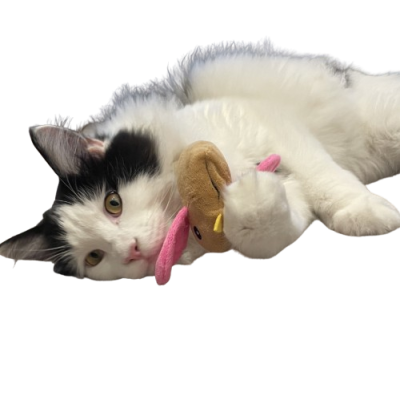 Thumbnail 1: Lucky-Kitty Vogel "Natur Pur" mit Katzenminze (Nachfüllbar!)