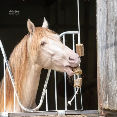 Thumbnail 2: LAX Lax Luzerne Spielseil - 2er Pack - 2 kg