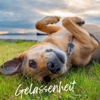 Thumbnail 8: TJURE TJURE - Mönchspfeffer Liquid - 500 ml | Hormonbalance für glückliche Hunde | bei Läufigkeit | Scheinträchtigkeit